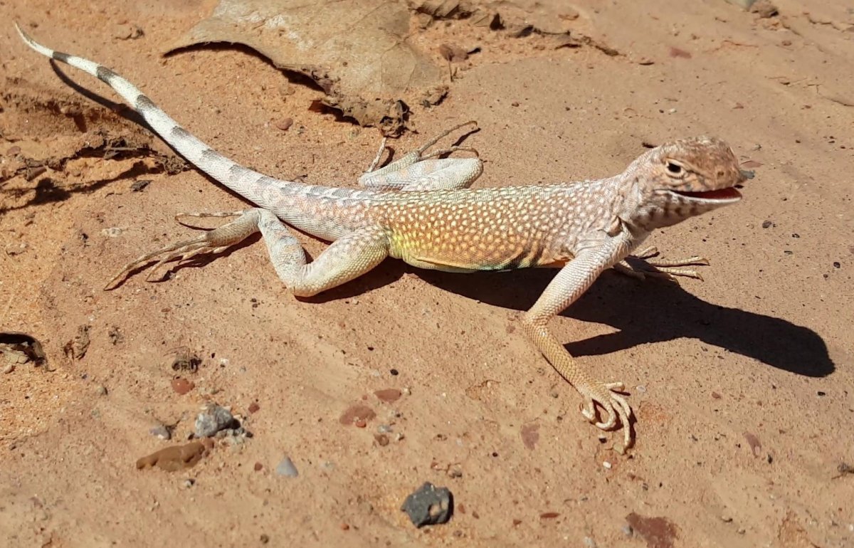 Cnemidophorus neomexicanus