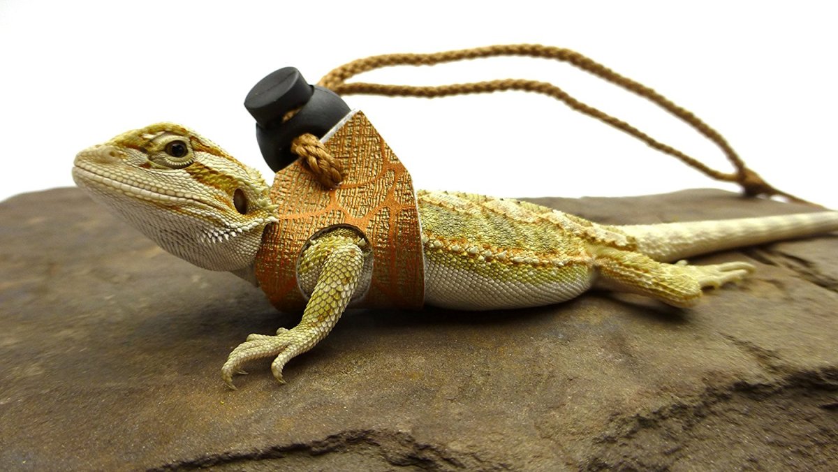 Ящерица дракон