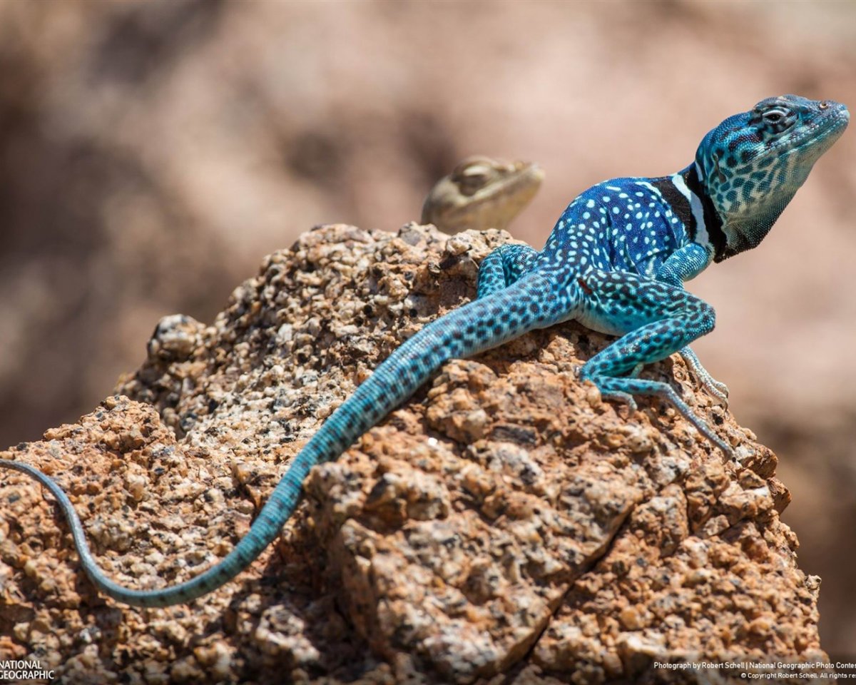 Самая быстрая ящерица