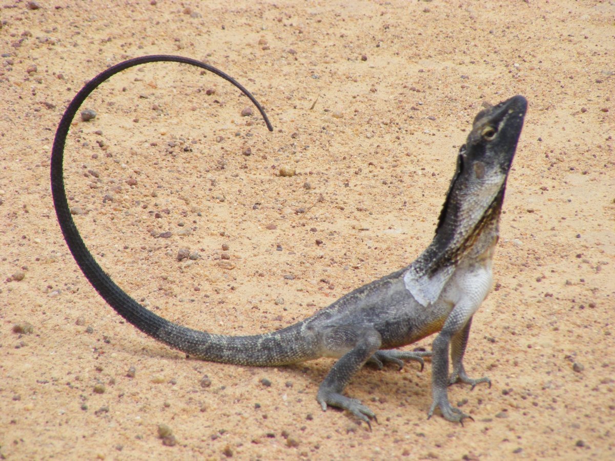 Плащеносная ящерица хвост