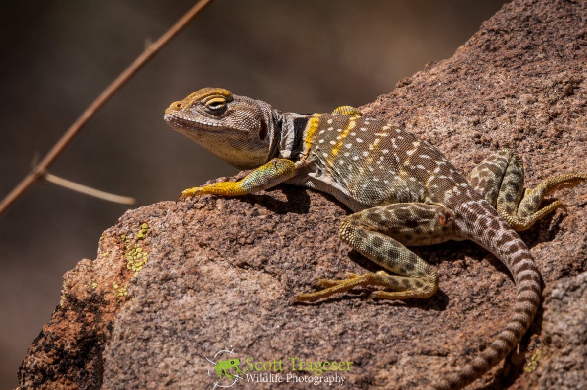 Ошейниковая пустынная игуана