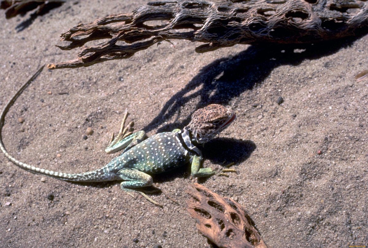 Игуана Песчаная ящерица