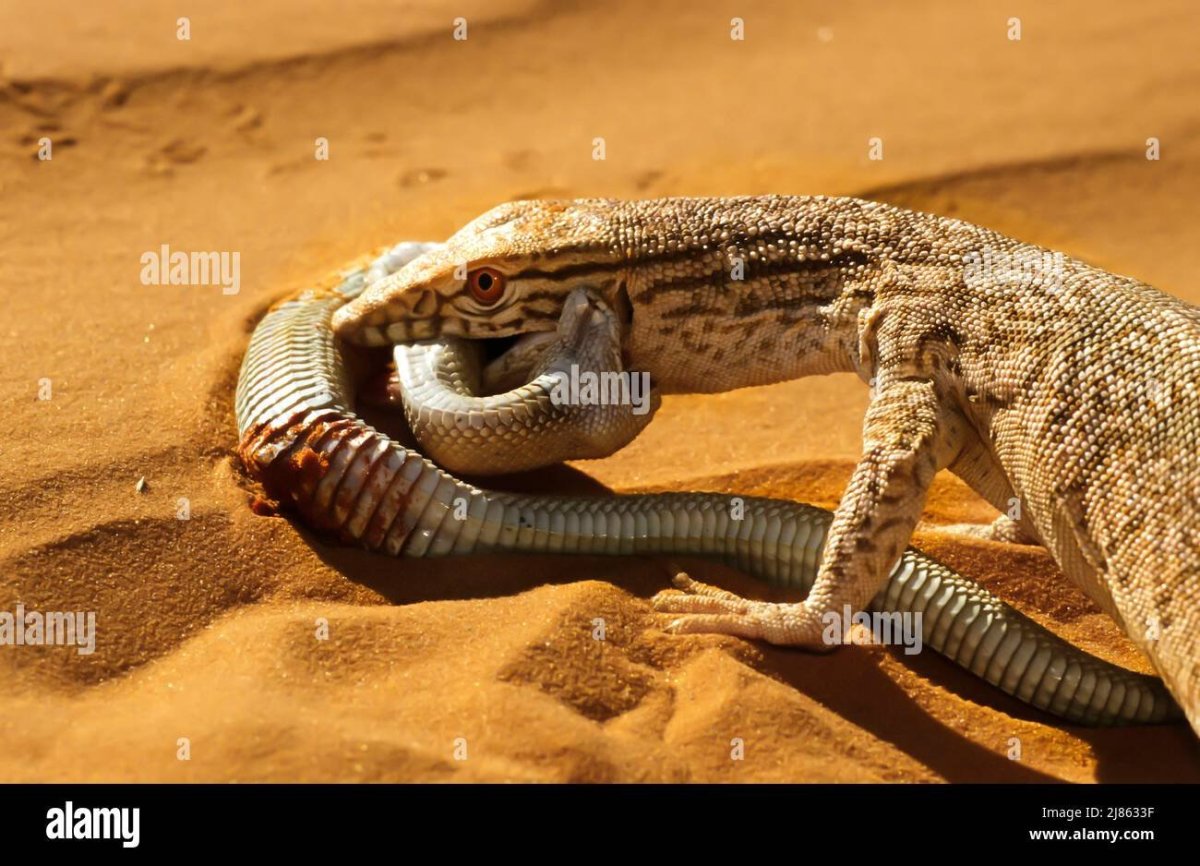 Среднеазиатский серый Варан