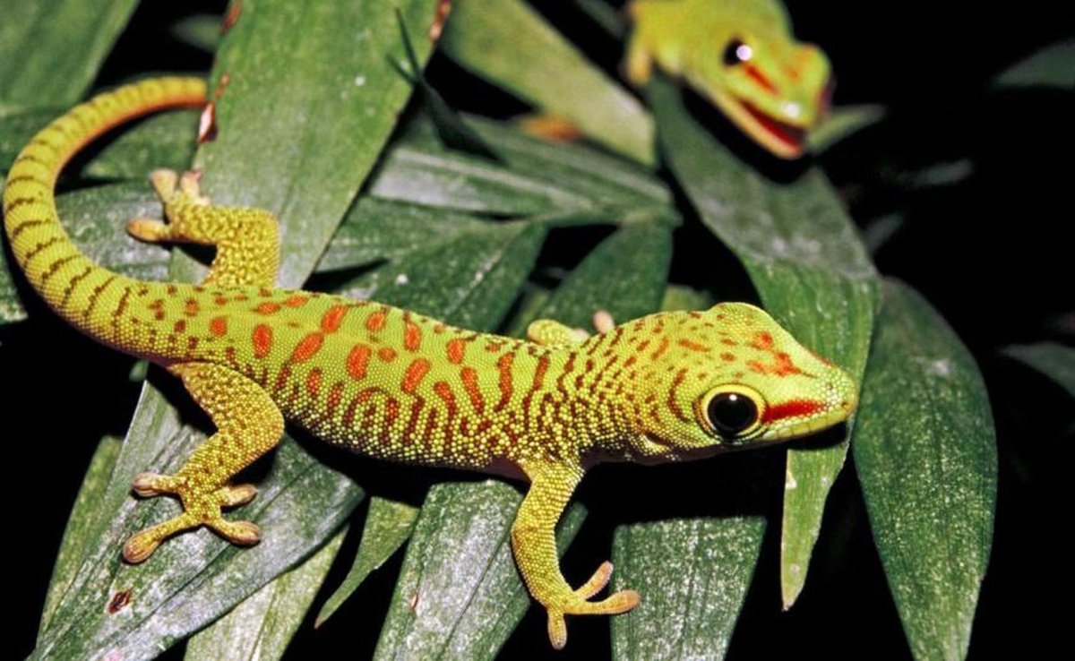 Вьетнамский эублефар