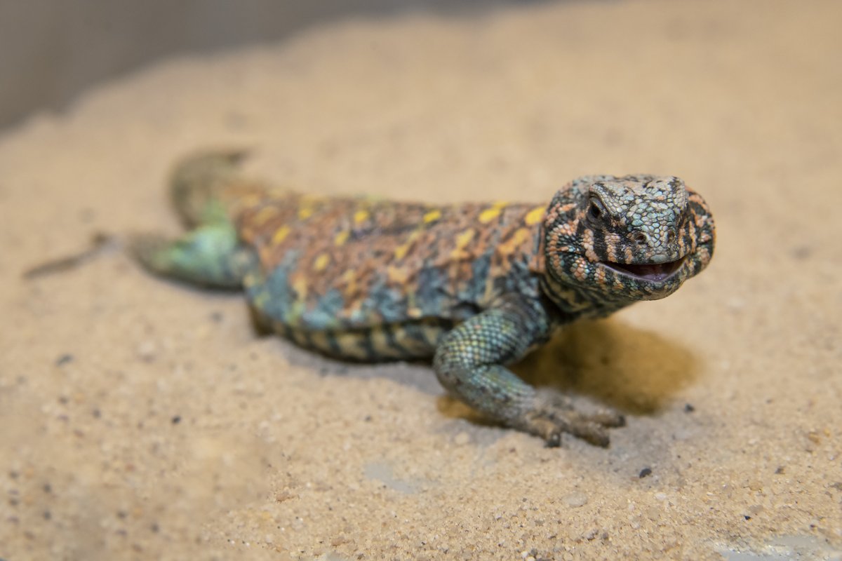 Шипохвост украшенный Uromastyx Ornata
