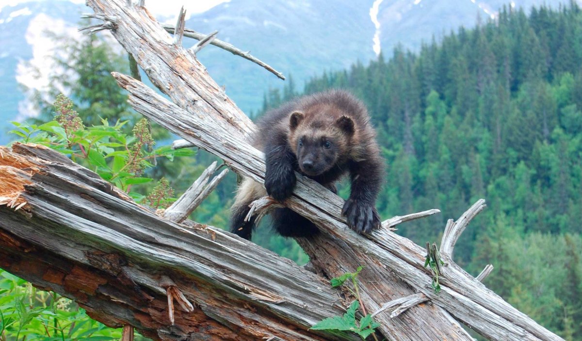 Росомаха в Республике Коми