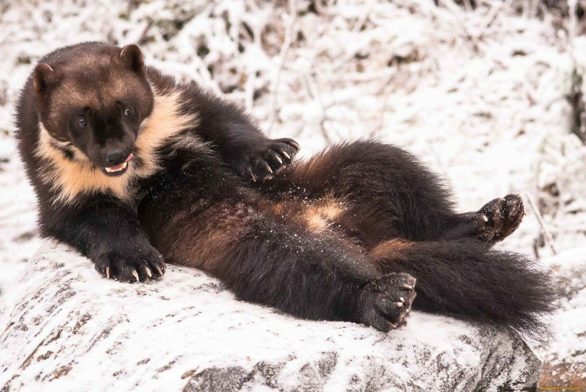 Росомаха Сибирская