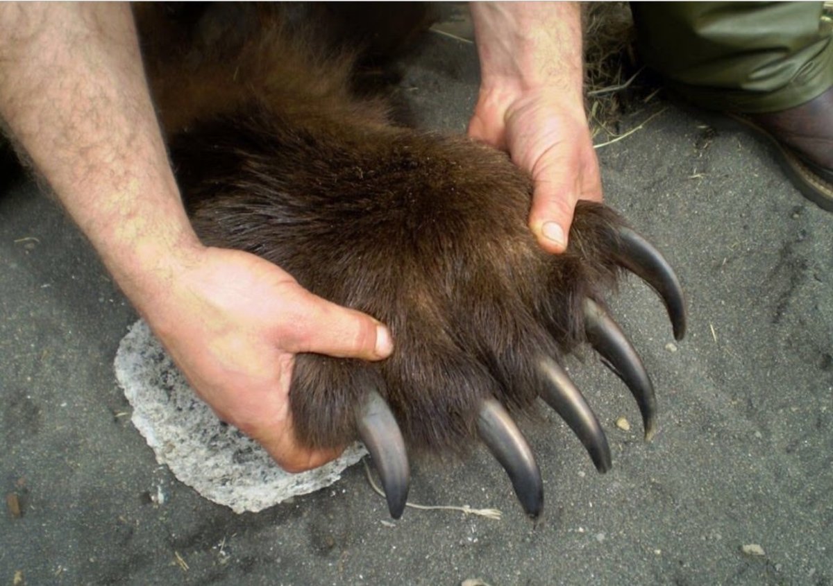 Росомаха актер Хью Джекман