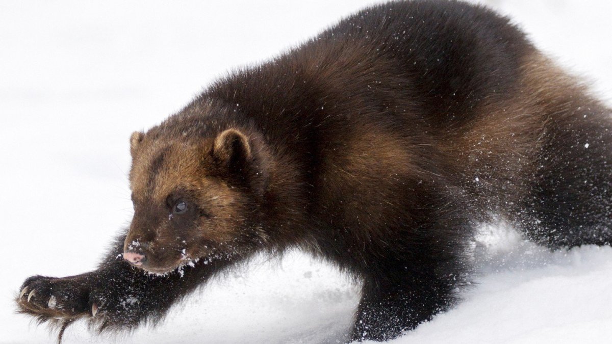 Росомаха когти животного