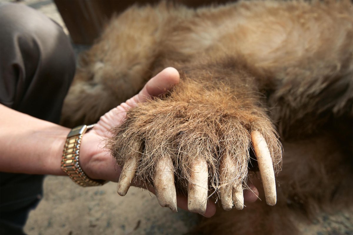 Восточно Сибирская Росомаха