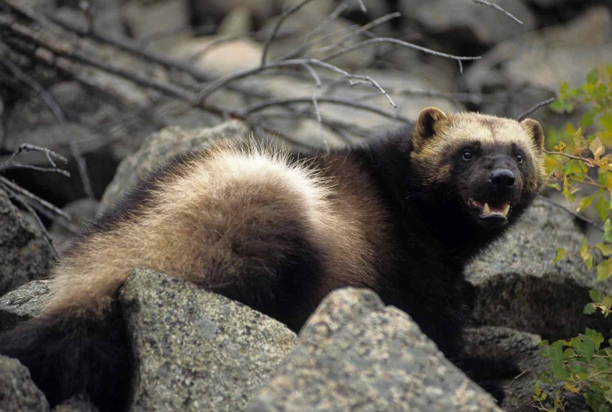 Животное:Росомаха и люди Икс :Росомаха