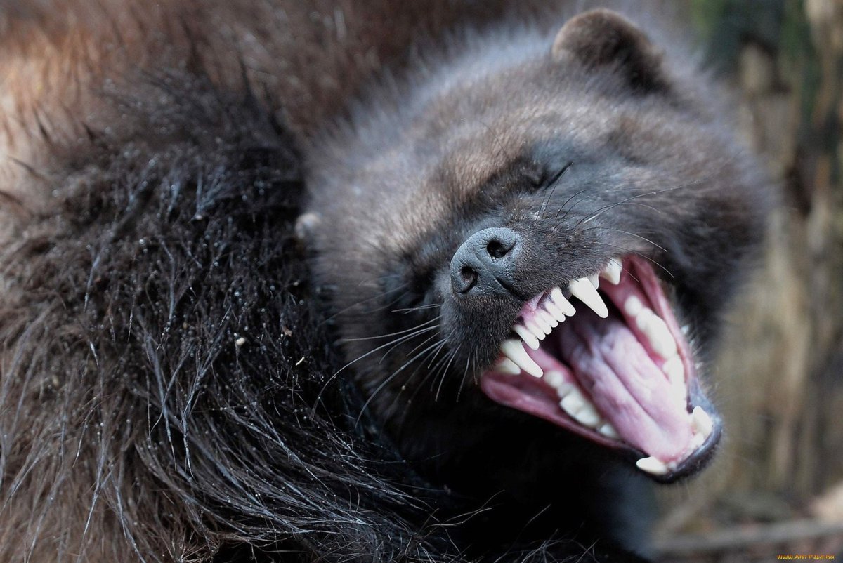 Медоед против Росомахи