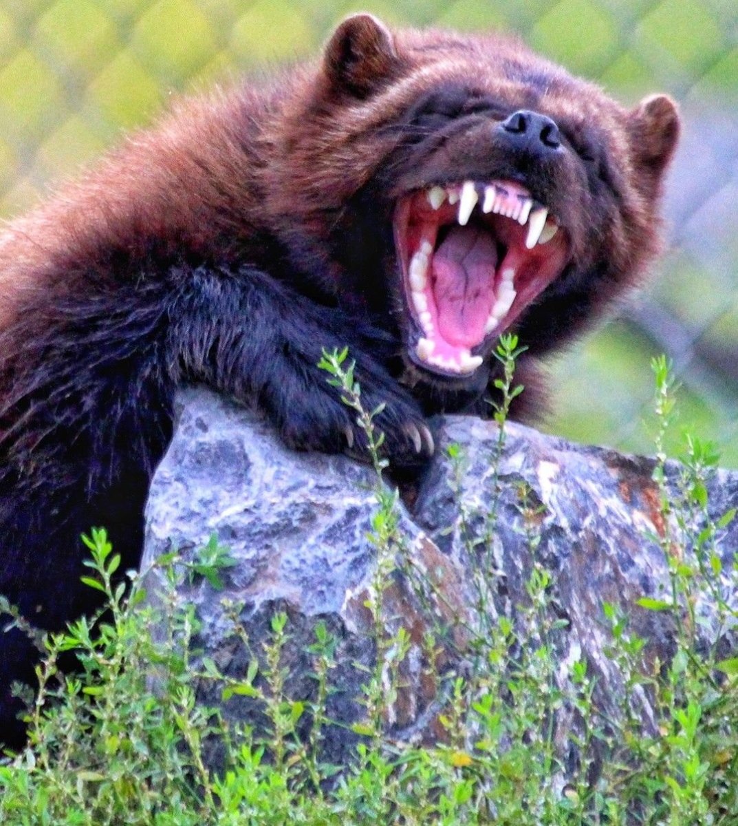 Росомаха Таймыр