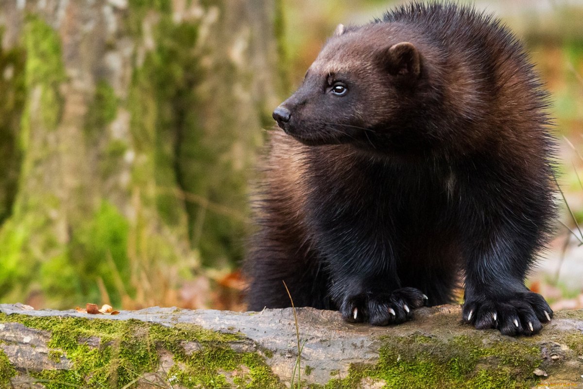 Росомаха в Вологодской области
