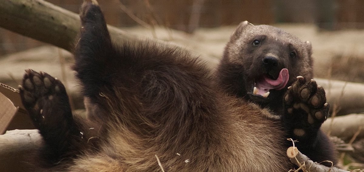 Росомаха оскал