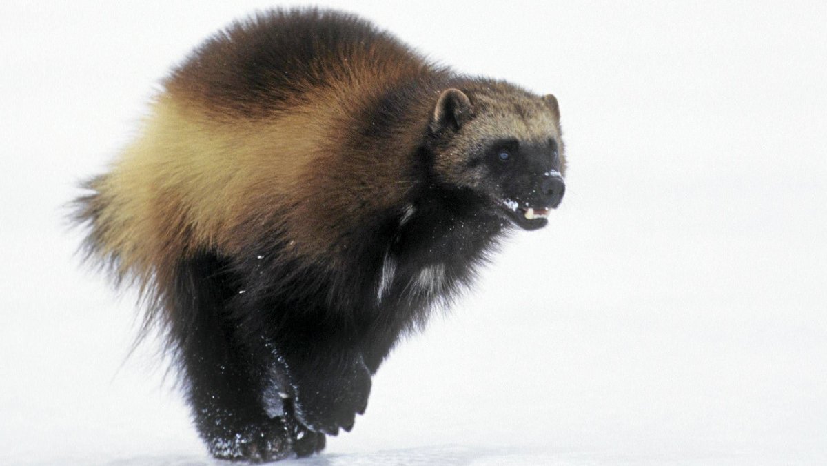 Росомаха в Арктике