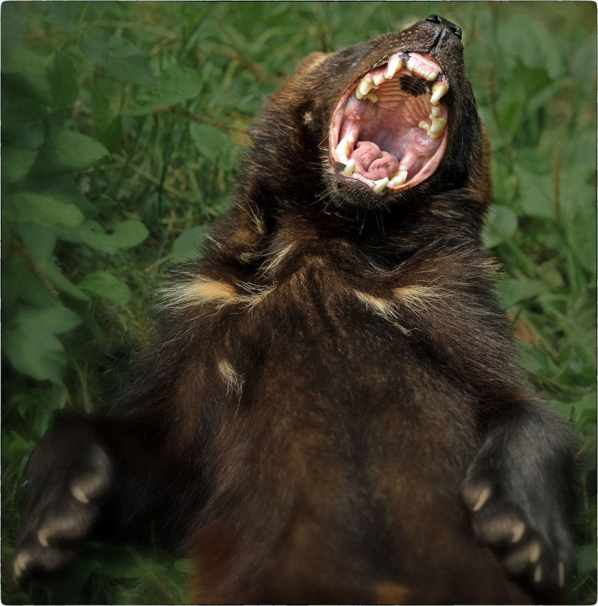 Медоед и Росомаха