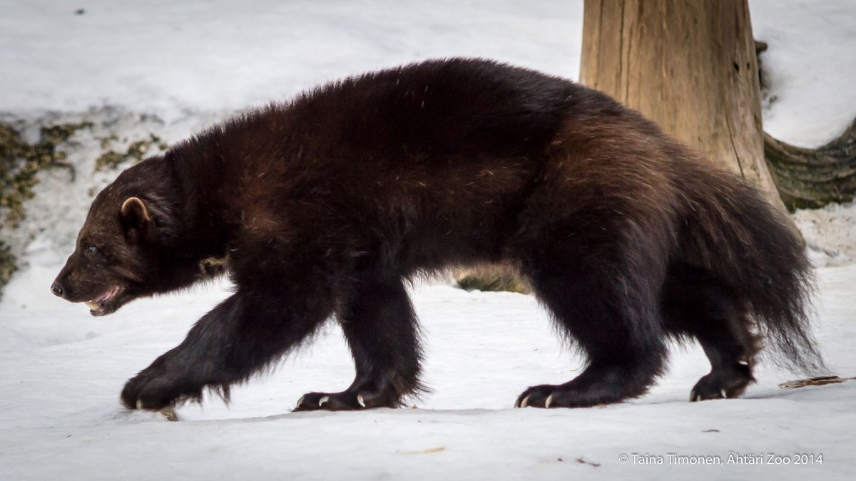 Росомаха Байкальская