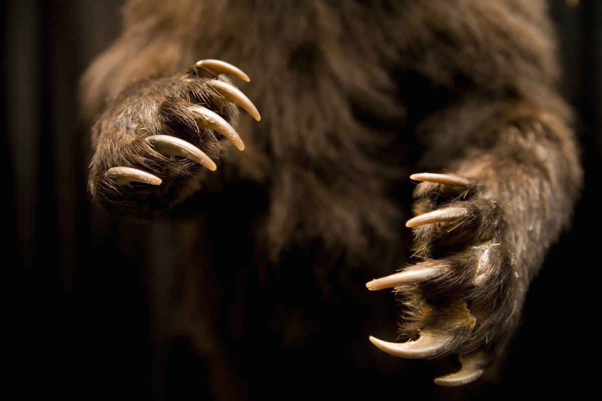 Росомаха животное когти