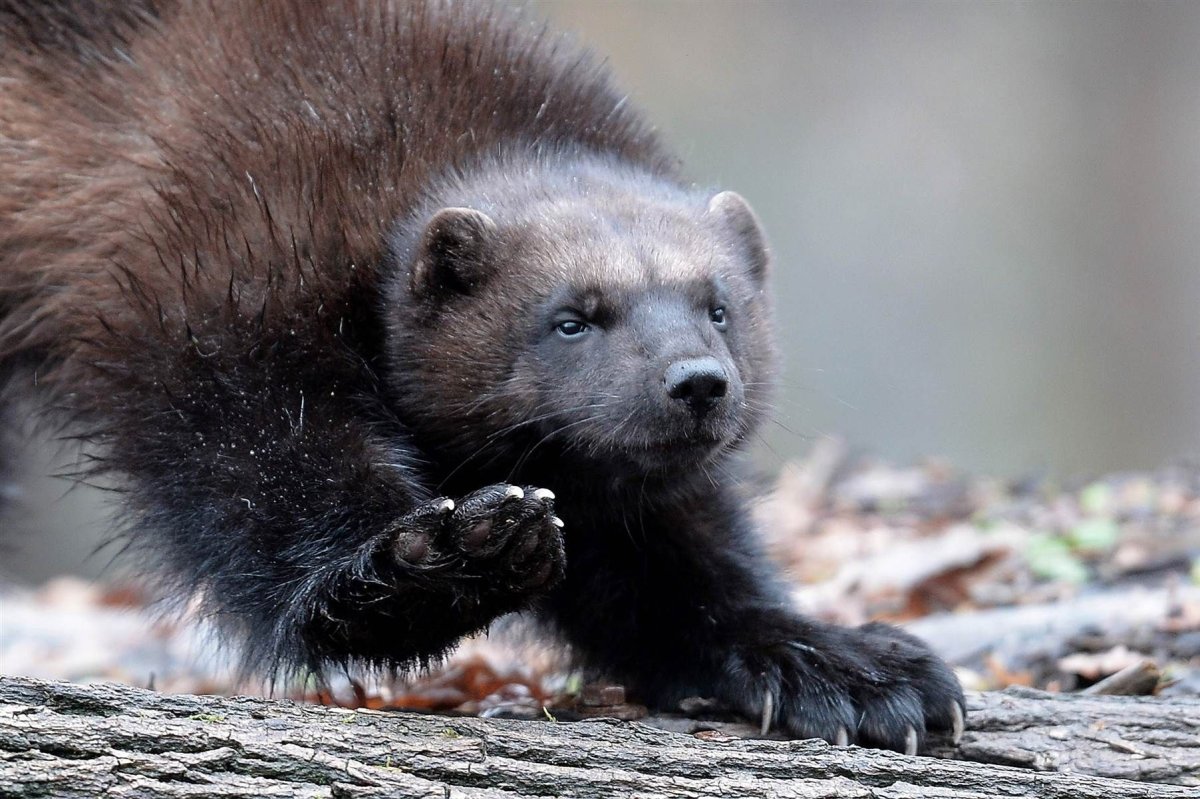 Росомаха Северной Америки