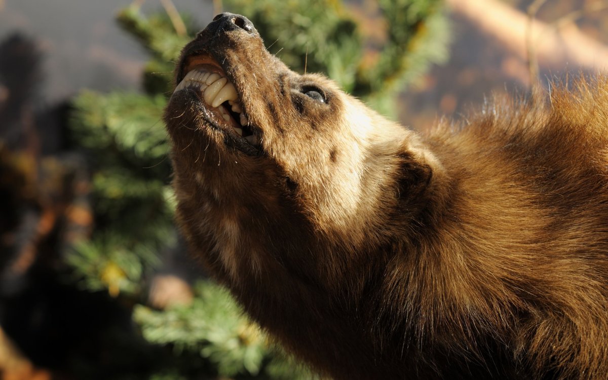 Росомаха Дальневосточная