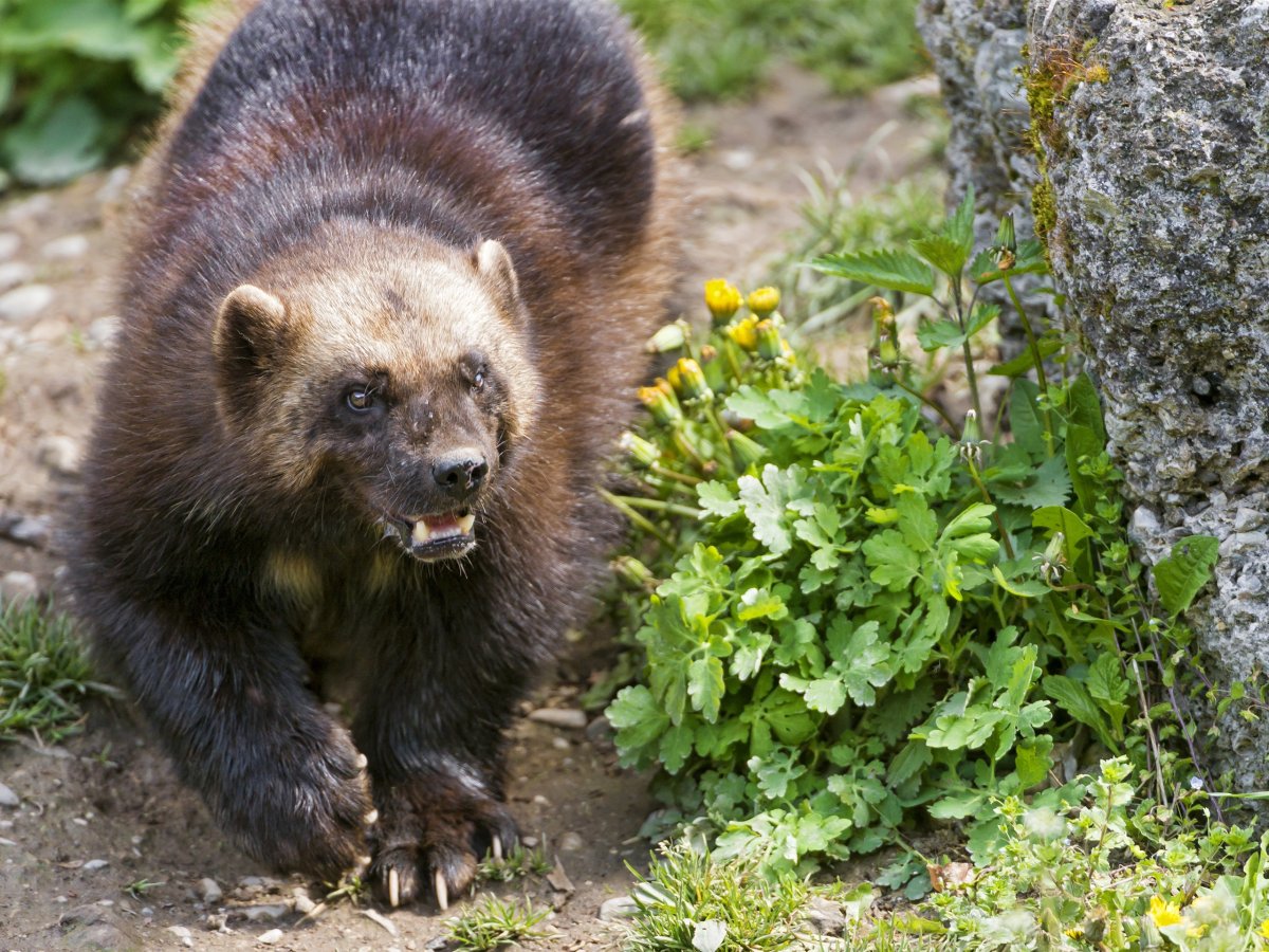 Восточносибирская Росомаха