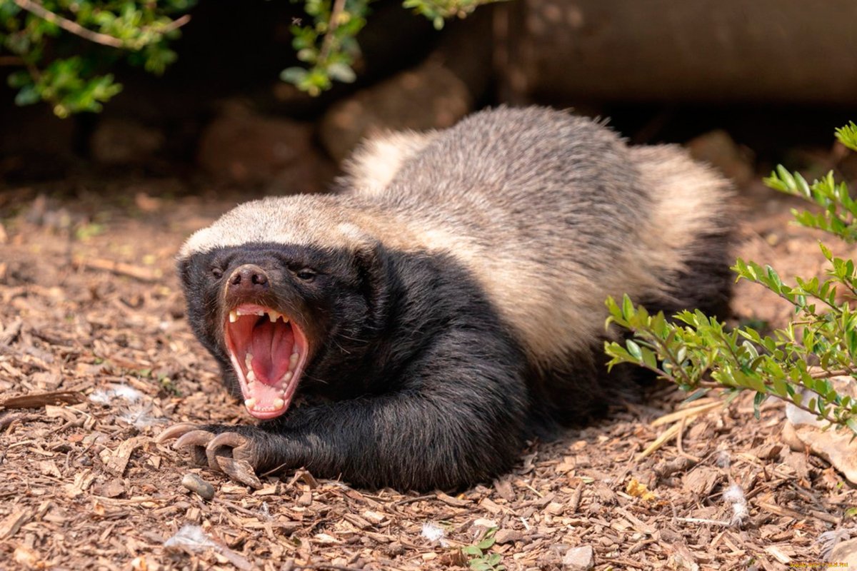 Когти росомахи животного