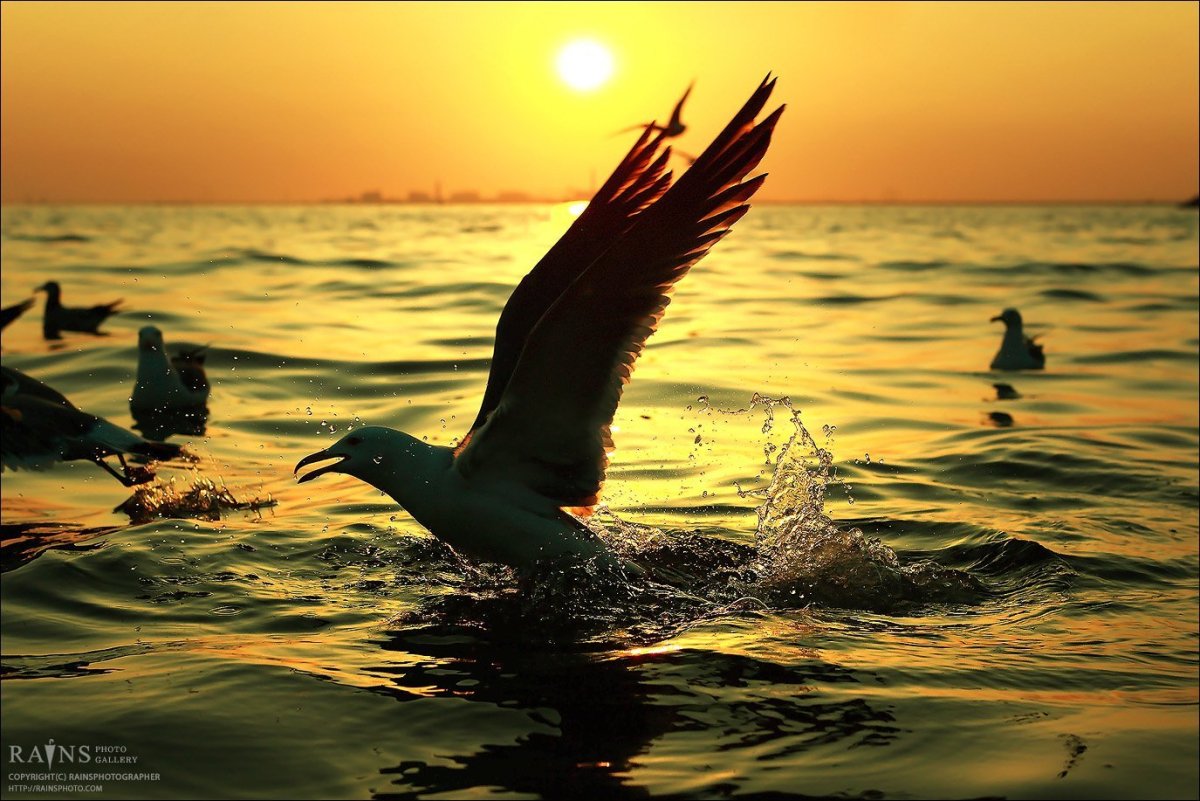 Стая птиц над морем