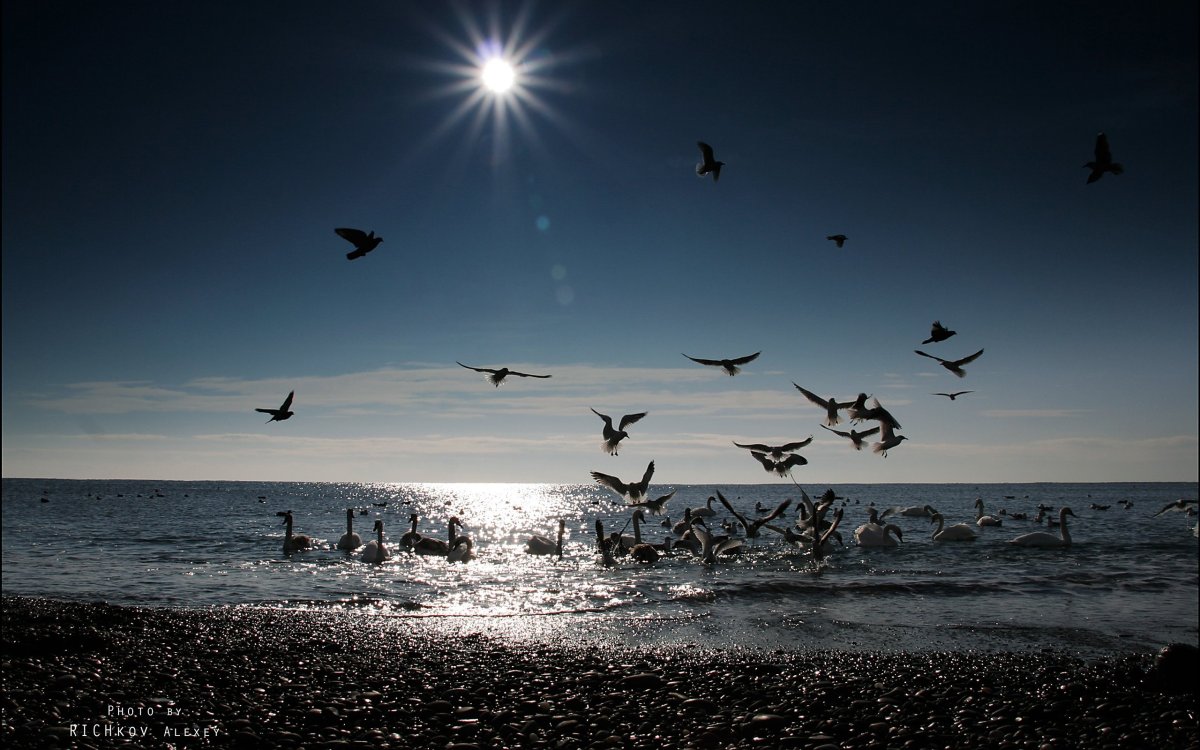 Баклан Черноморский птица