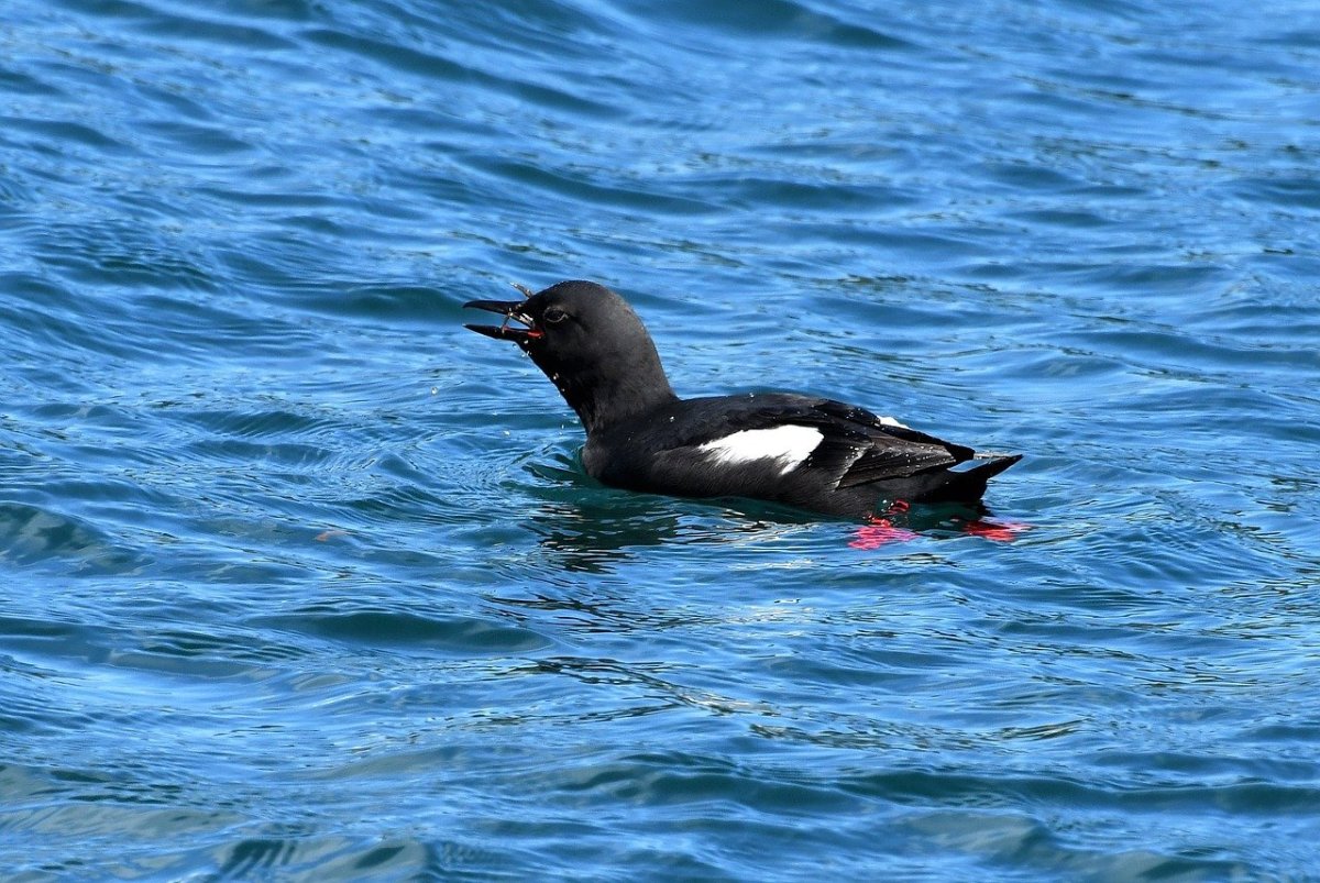 Баклан Балтийское море