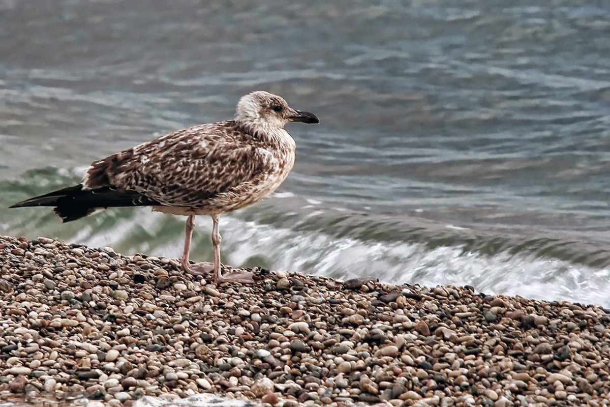 Баклан нырок чёрном море