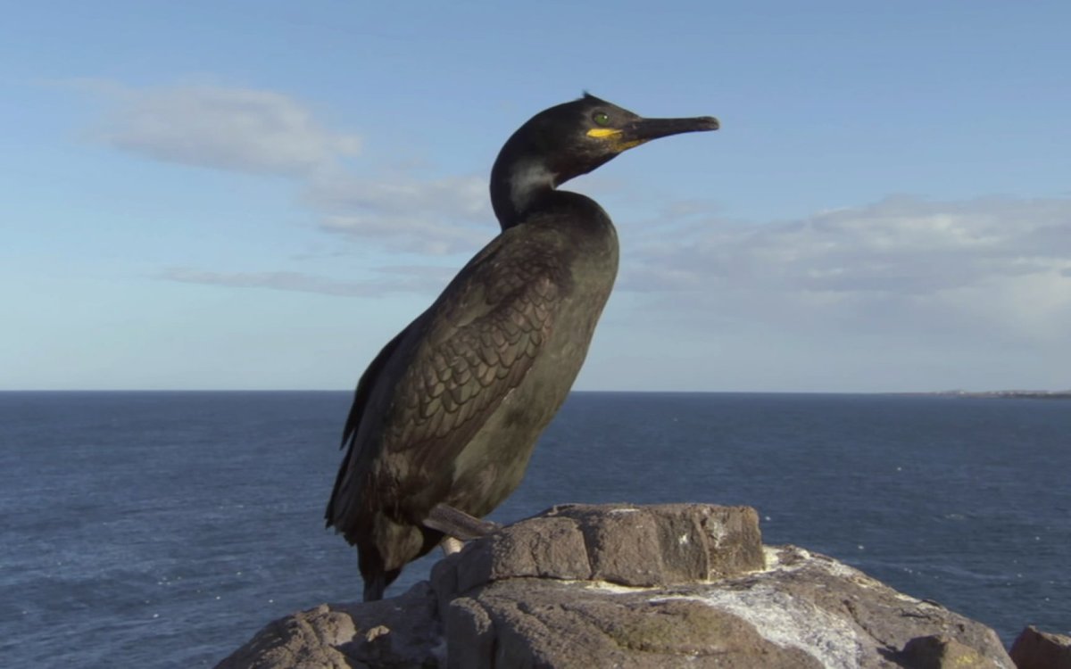 Морские птицы Азовского моря