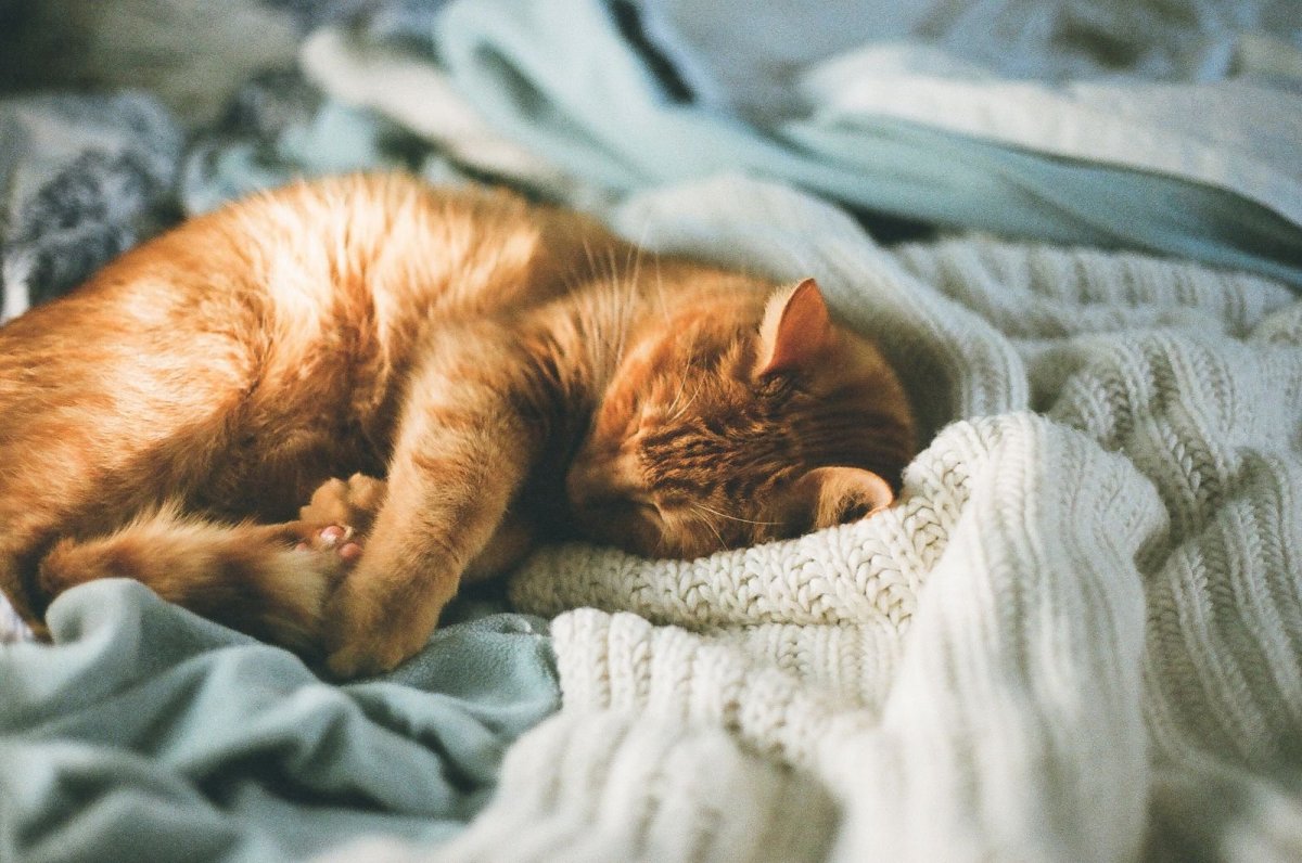 Рыжий кот на кровати