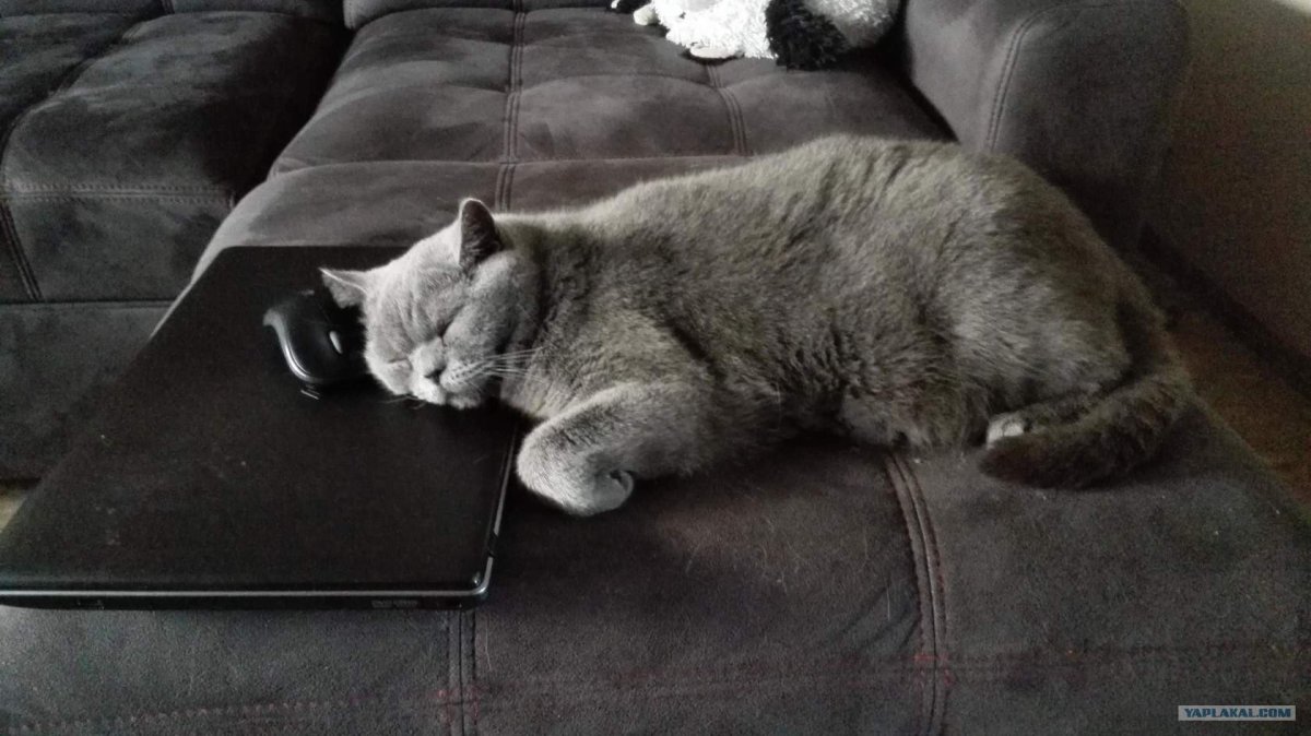 Британец спит