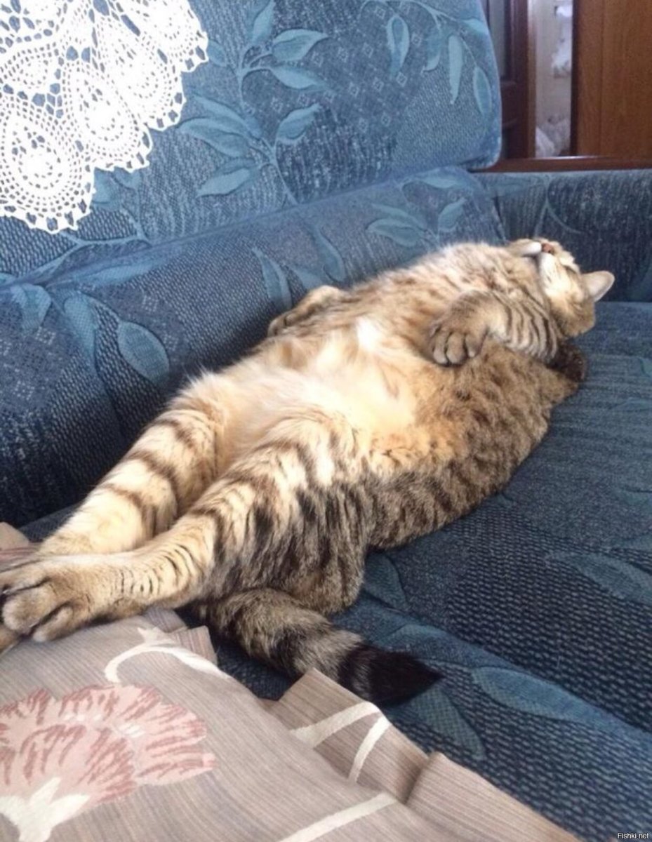 Кот отдыхает