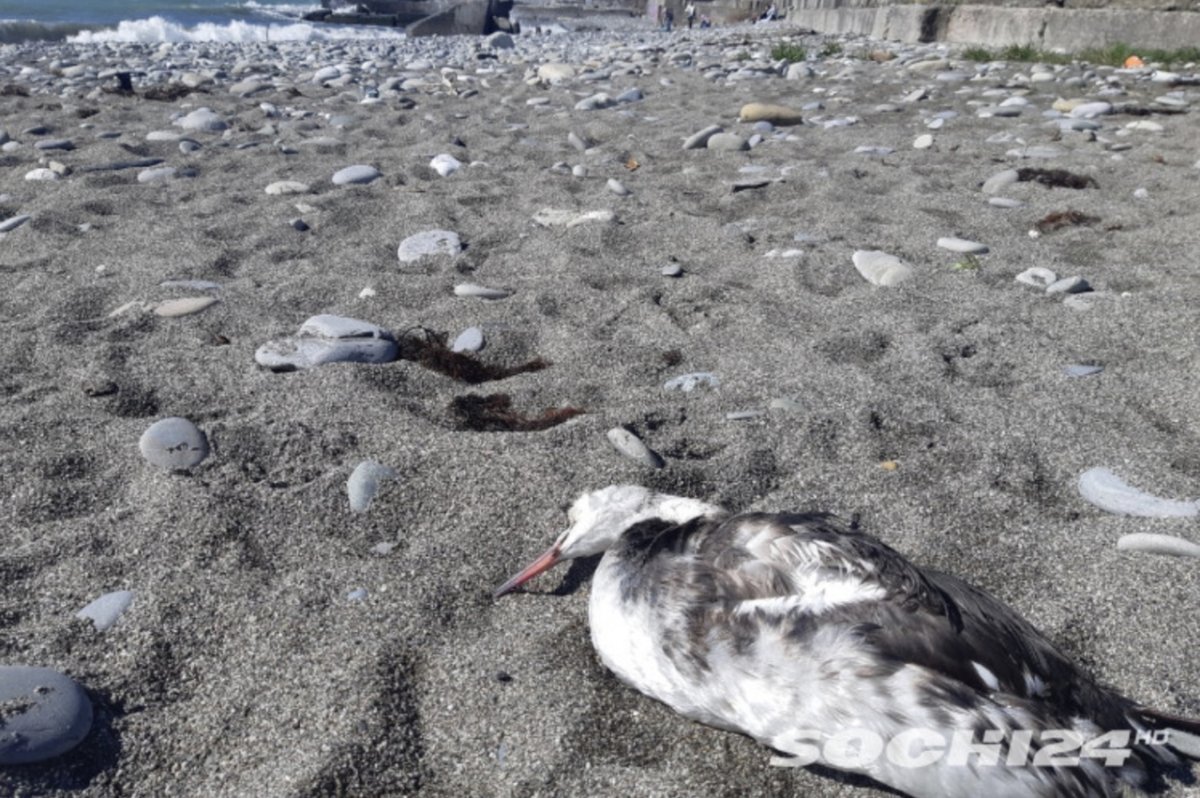 Капский Баклан