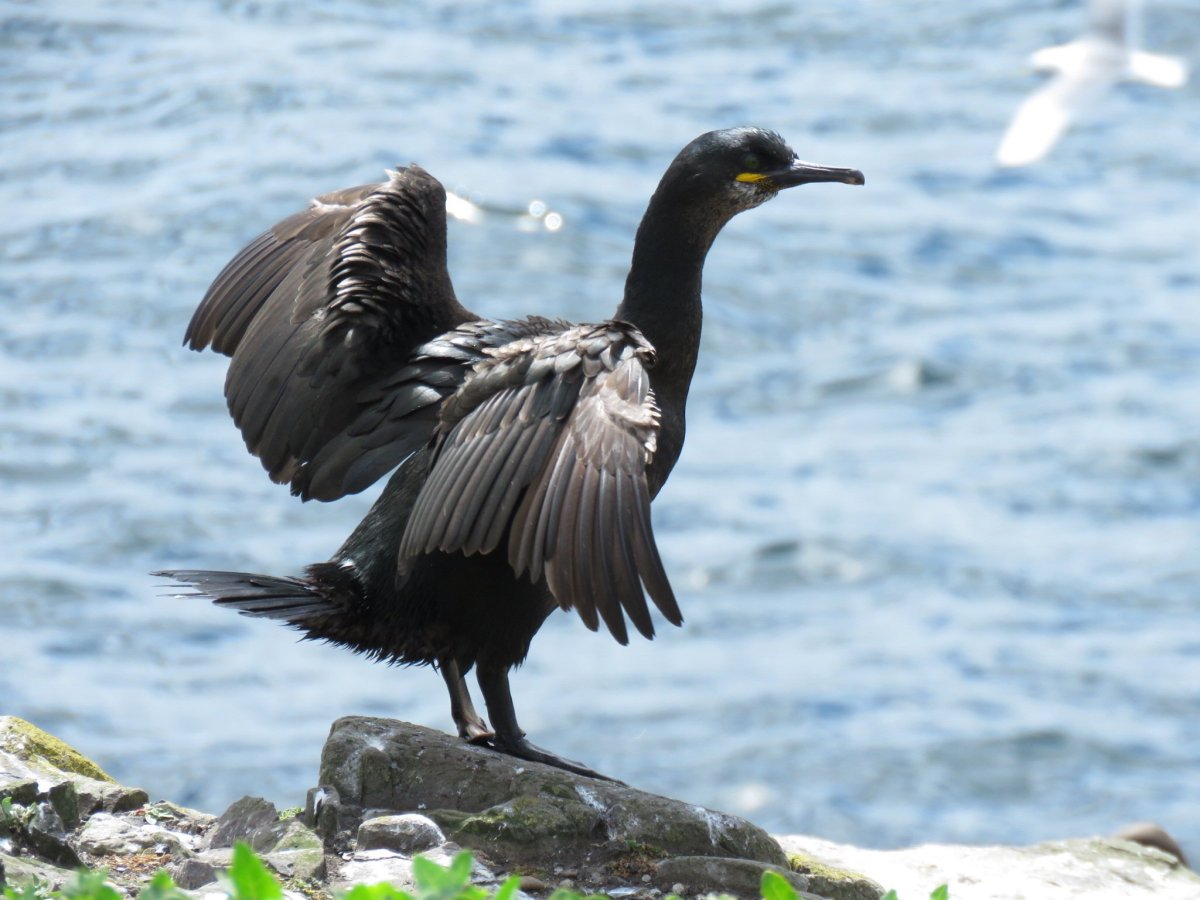 Ворон в полете