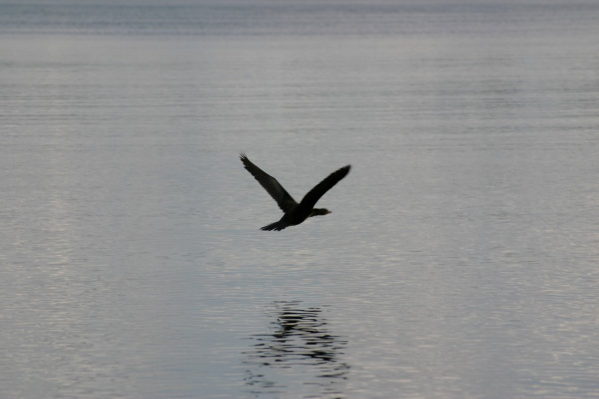 Птица на островах чёрная