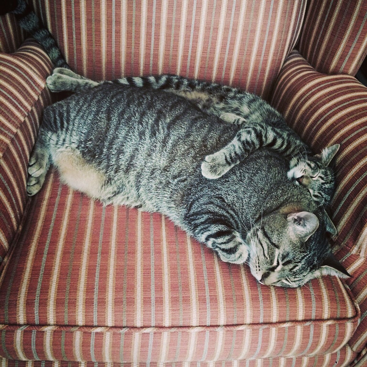 Два толстых кота