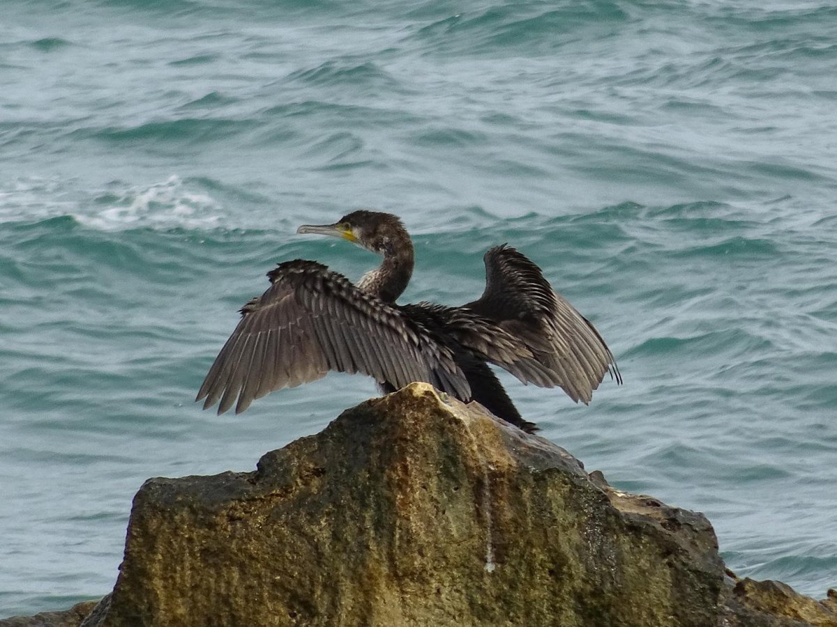 Черная птица улетает