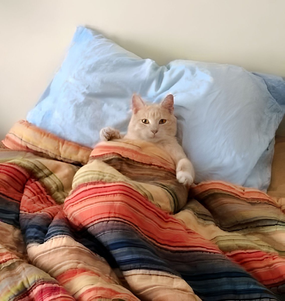 Котик спит в кроватке