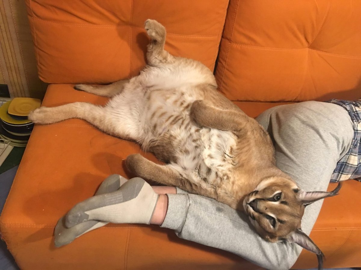 Шлёпа русский кот каракал