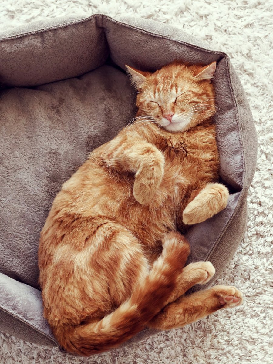 Кошка лежит