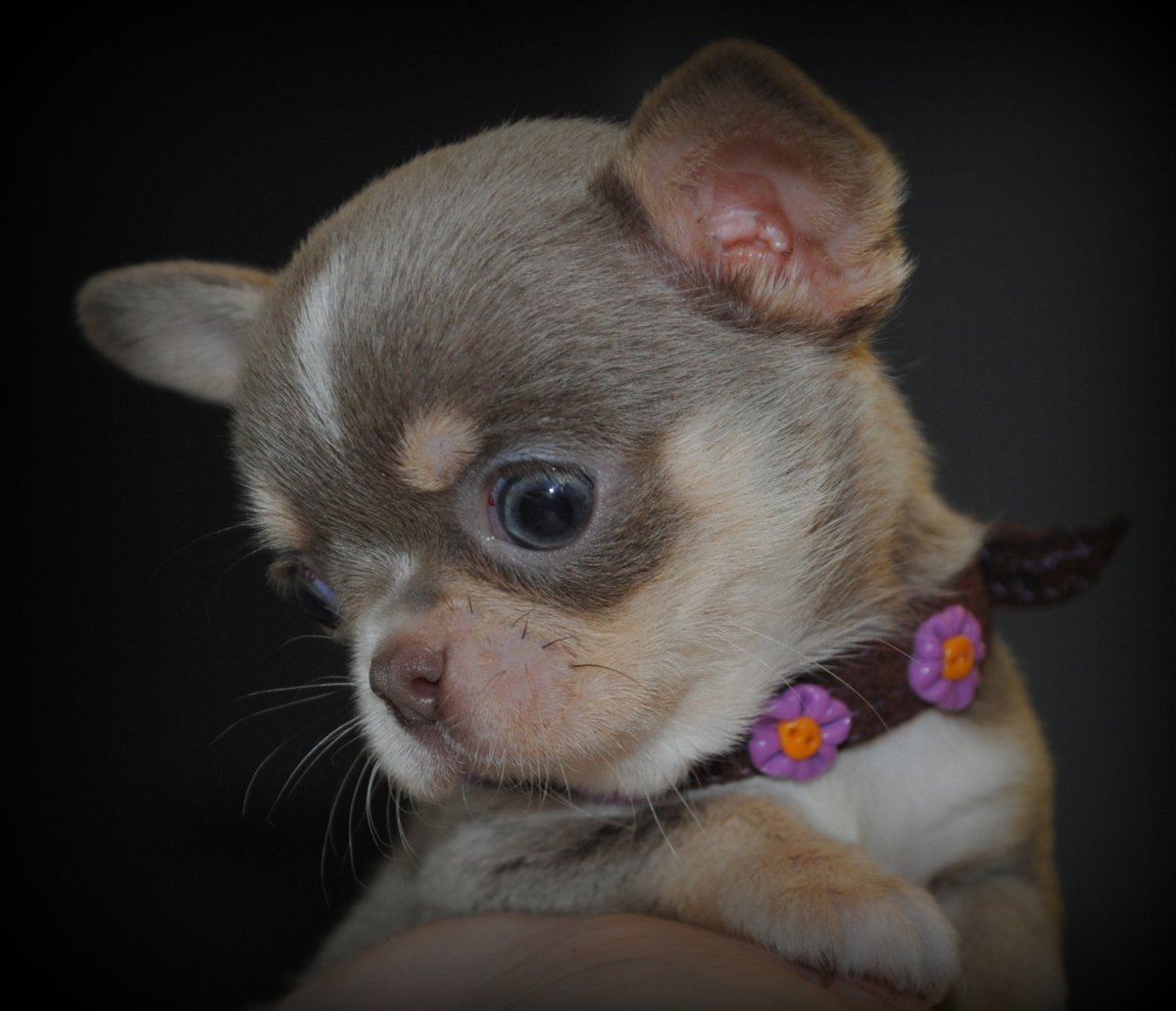 Лилово подпалый окрас чихуахуа