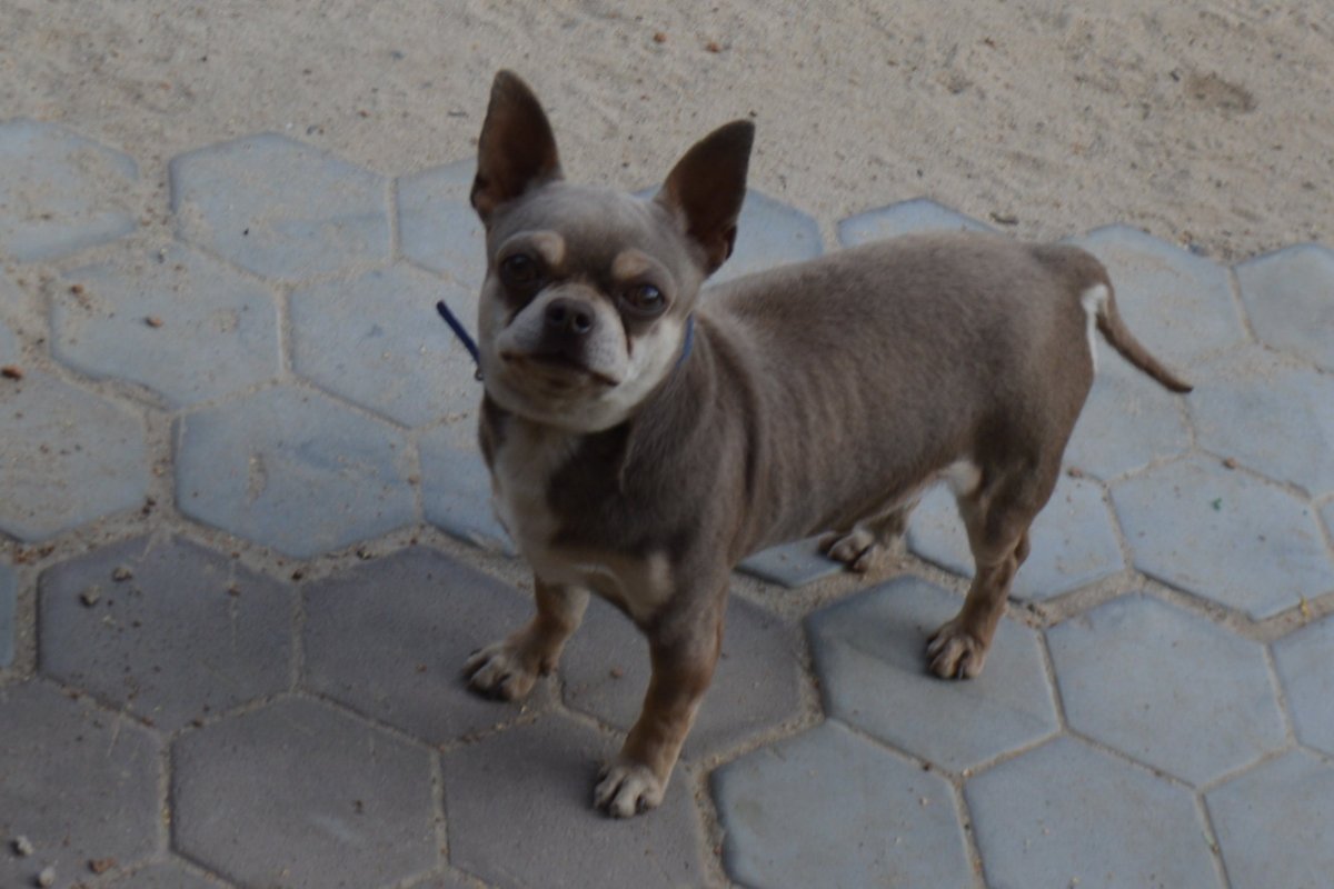 Собака чихуа мальчик