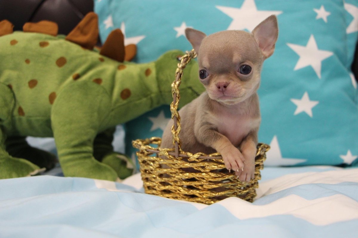Дети чихуахуа