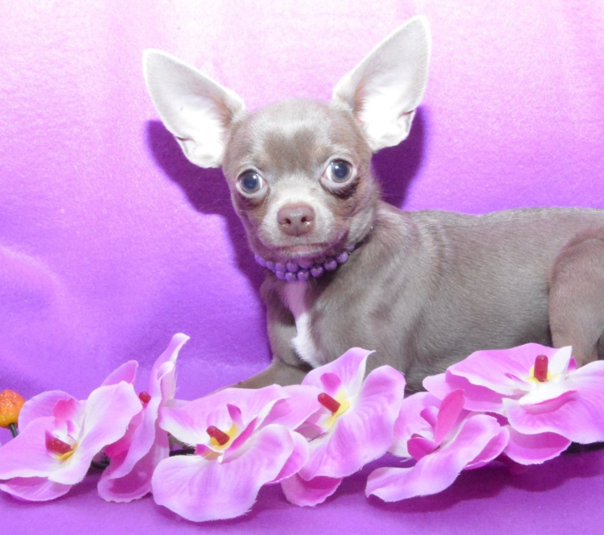 Чихуа лиловый
