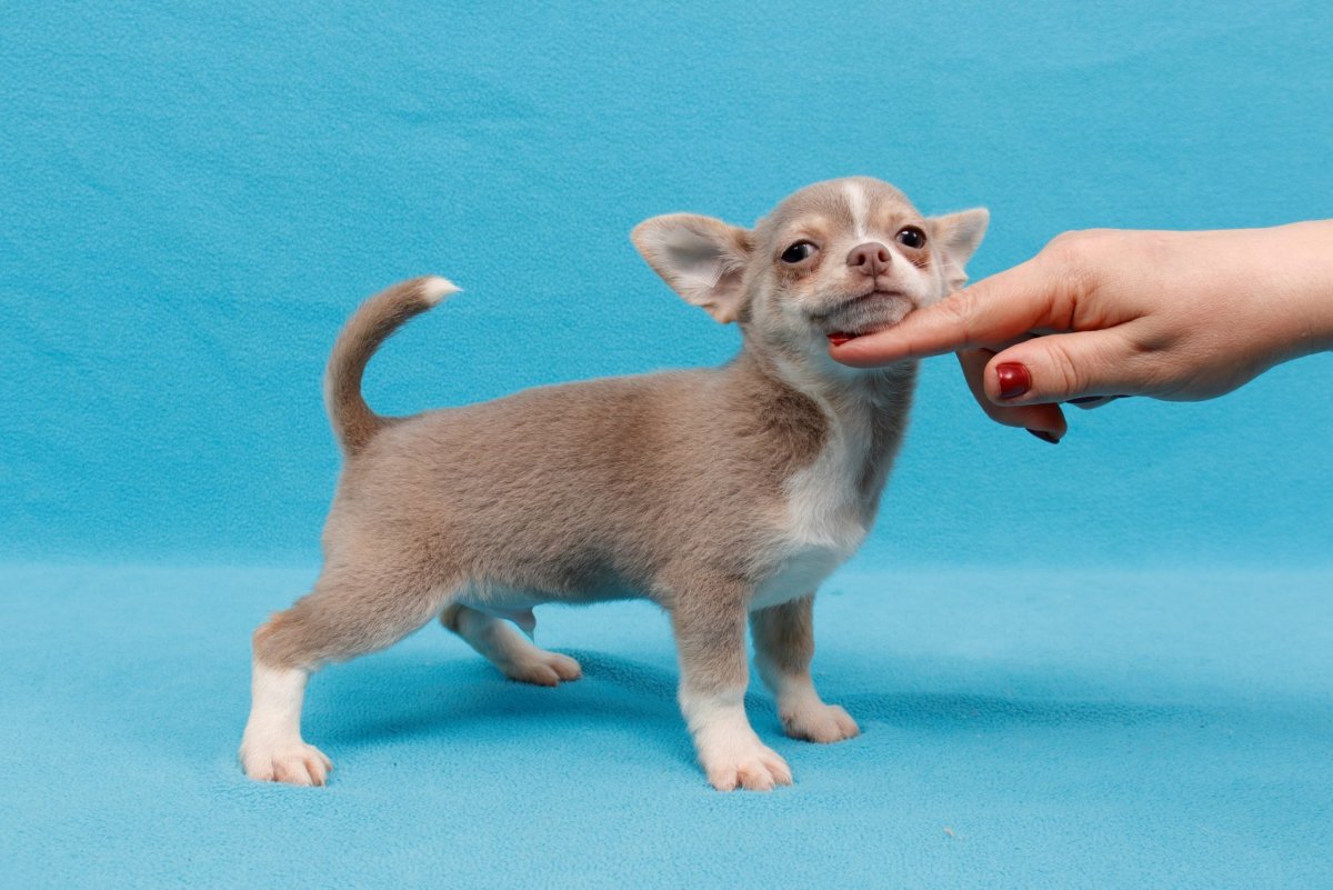 Лилово подпалый чихуахуа длинношерстный