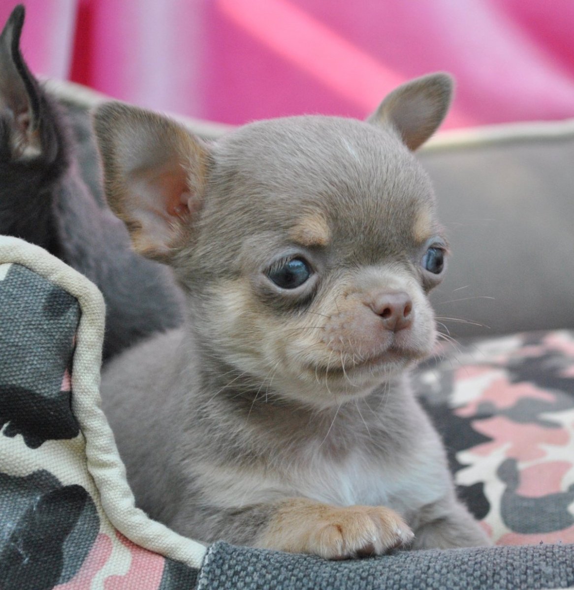 Лиловый окрас у собак