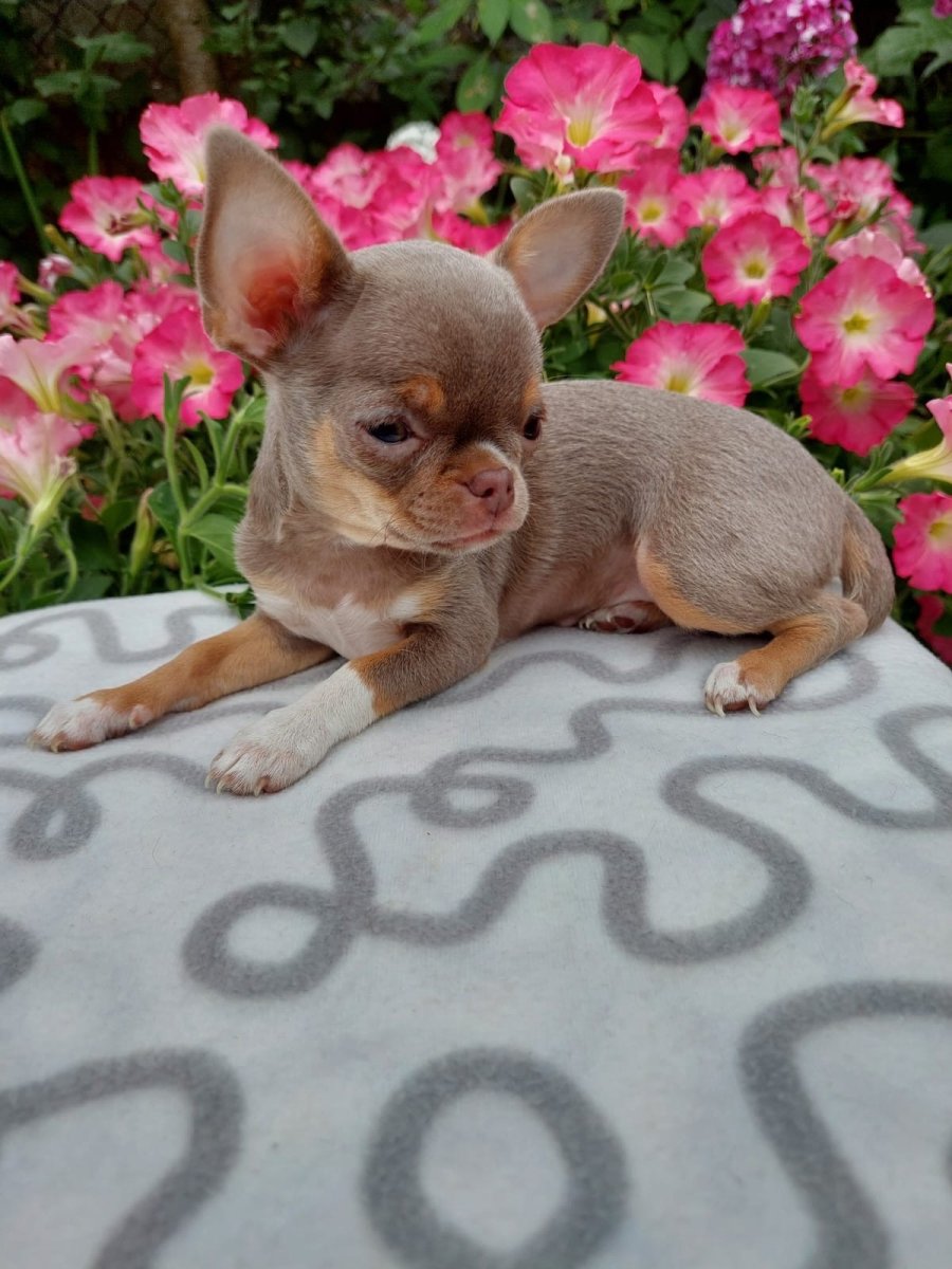 Чихуахуа лиловый гладкошерстный